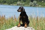 DOBERMANN 1144